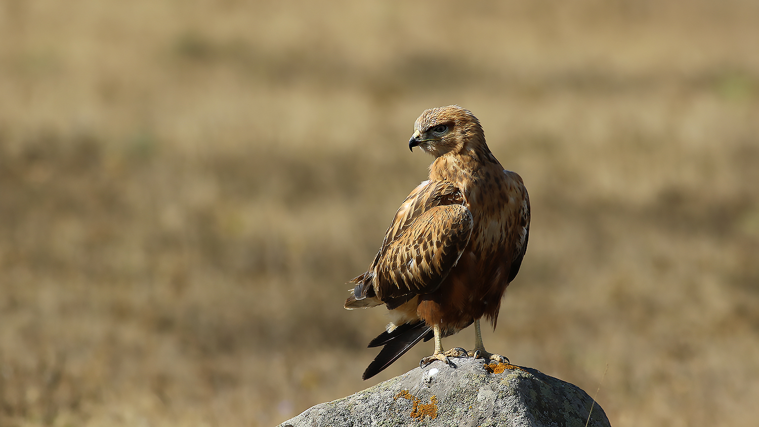 Long-legged Buzzard — Ana fotoğraf